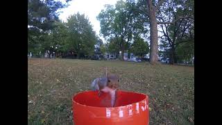 Squirrel launcher