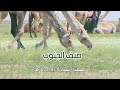صيف الجنوب الهضب بيشه 11 8 1437هـ