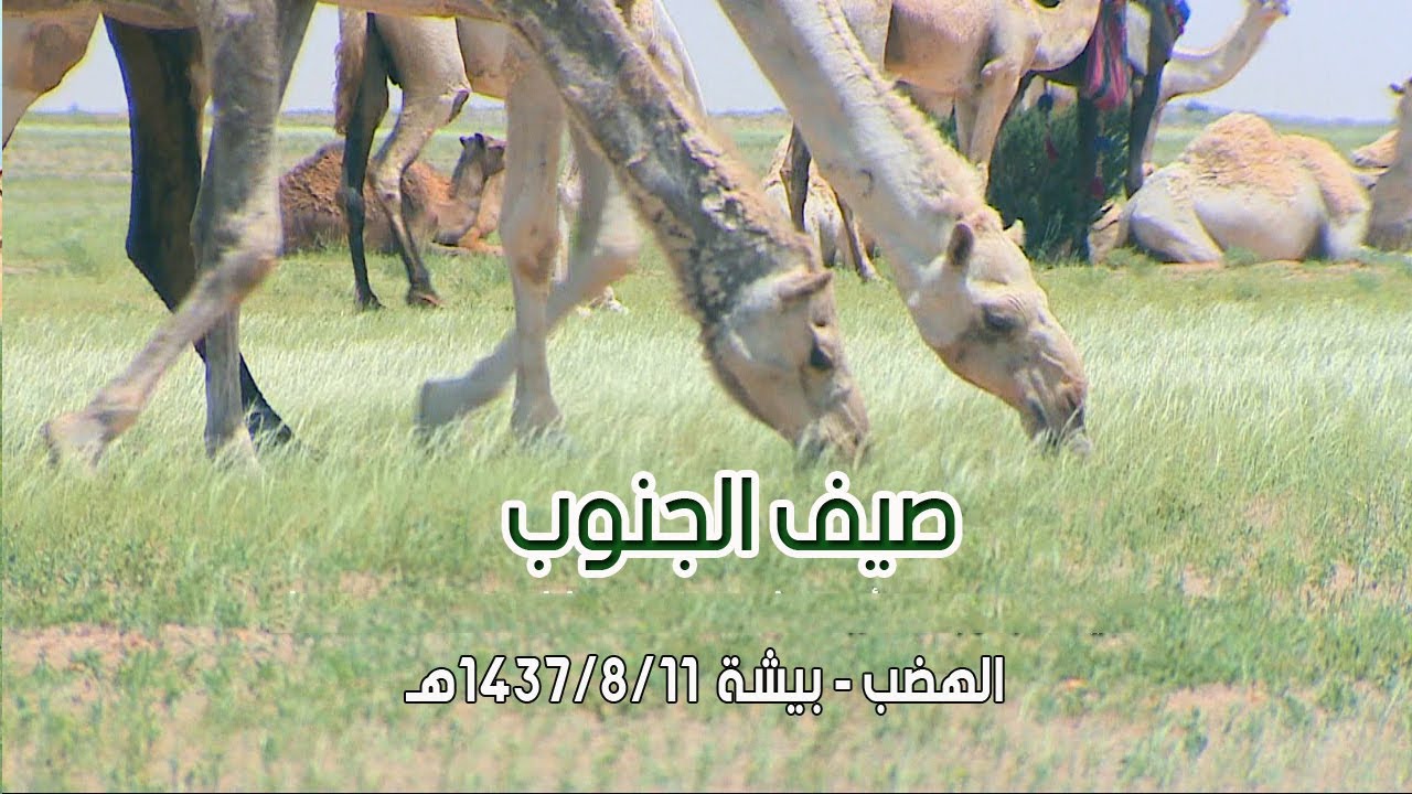 صيف الجنوب | الهضب - بيشه 11-8-1437هـ