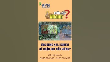 APN - ỨNG DỤNG KALI SUNFAT ĐỂ CHẶN ĐỌT SẦU RIÊNG?