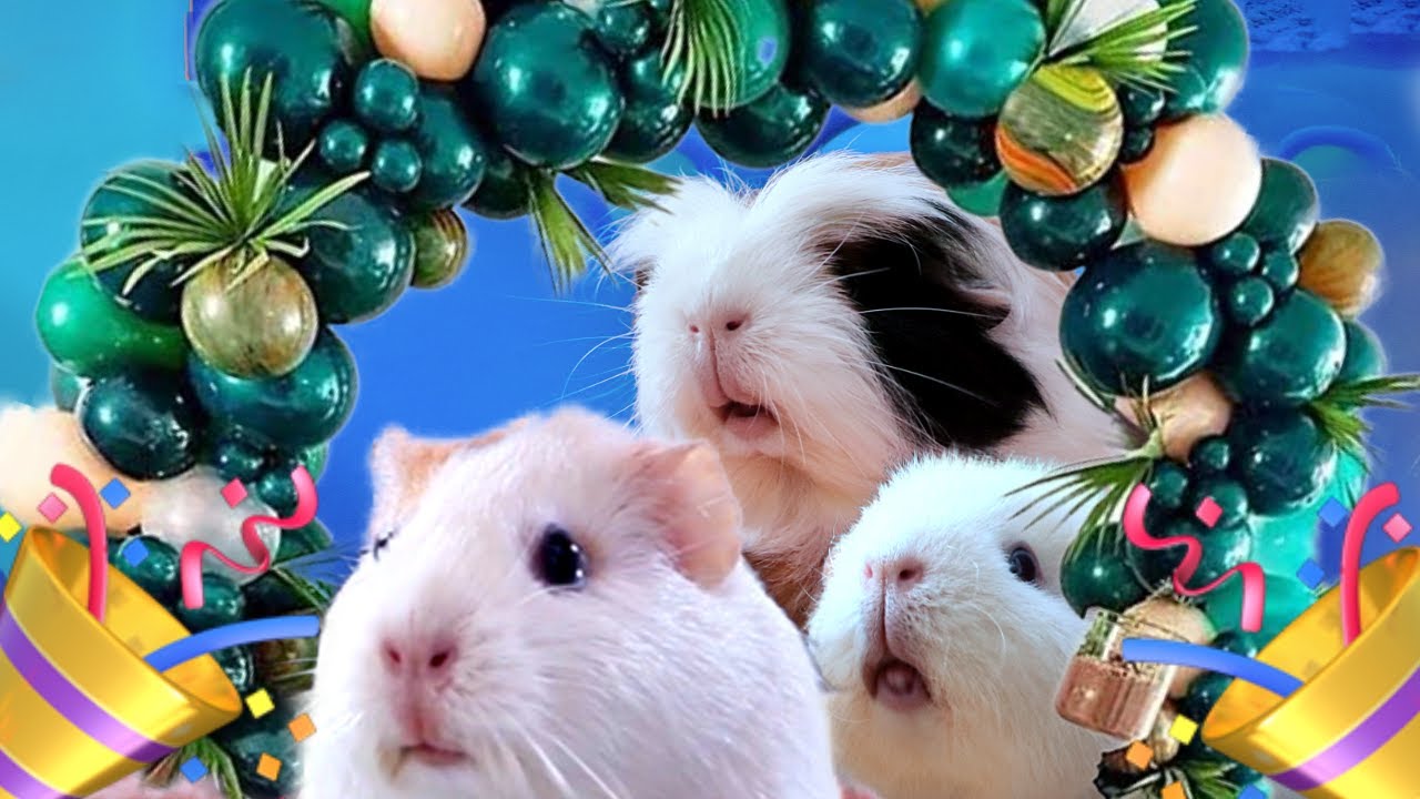 I Threw My Guinea Pigs A Surprise Party YouTube i-threw-my-guinea-pigs-a-surprise-party-youtube