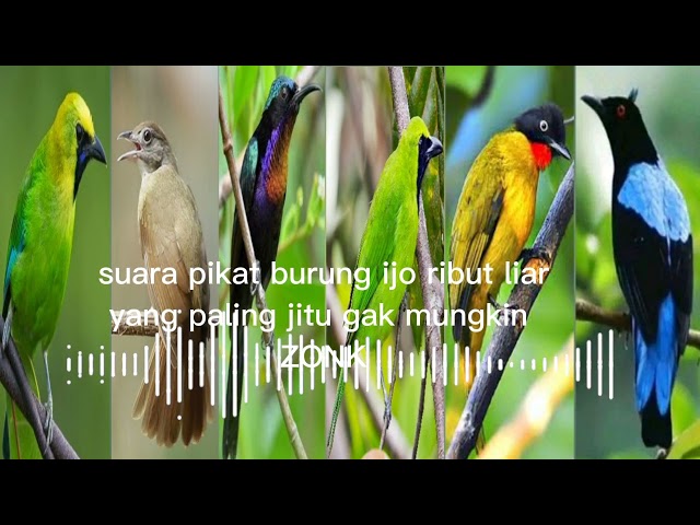 suara pikat burung ijo liar ribut MP3 paling jitu class=