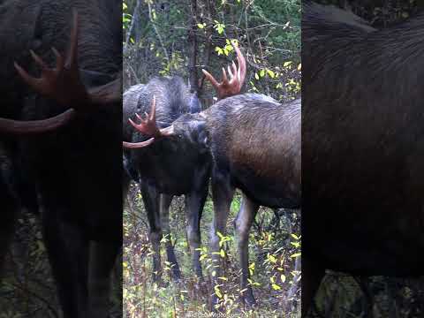 Huge Bull Moose Courts Cow During the Rut
