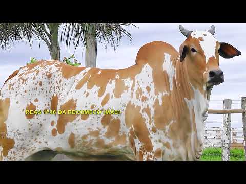 LOTE 36   CARAMELO FIV GDA   NGDA 106 zap