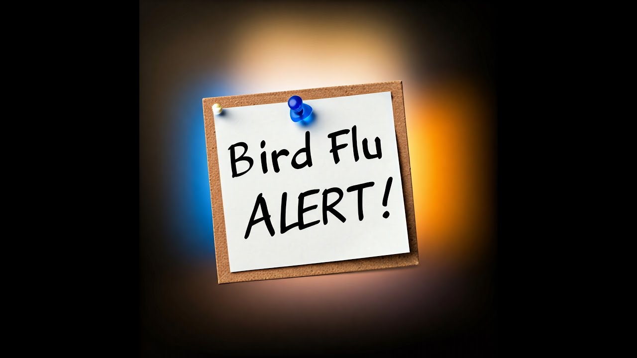 Bird Flu Alert: What You Need to Know! - YouTube
