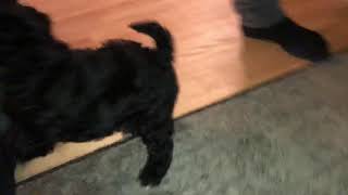 Cutest puppy ever causing chaos *SHIH TZU PUPPY* *CUTE* by AdamJay 277 views 5 years ago 1 minute, 34 seconds