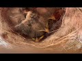 The Bird Nest- 6 days old baby birds