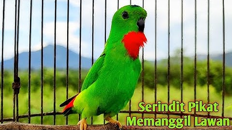 SERINDIT pikat Gacor MEMANGGIL Lawan Di Hutan