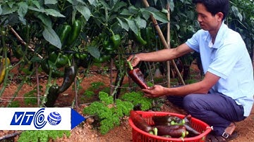 Độc đáo vườn ớt sừng bò “khủng” ở Đà Lạt | VTC