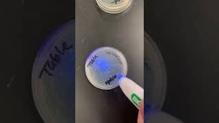 Transformation Lab Using pGLO