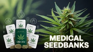 Best Medical Cannabis Seedbanks 2025 Cbd Crew & Medical Marijuana Genetics For Wellness