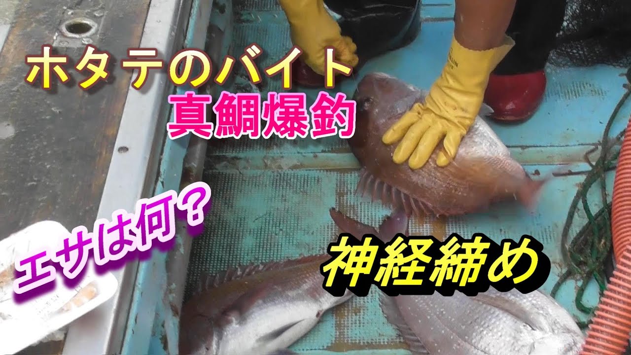 真鯛 真子の煮付けと白子の塩焼き Youtube 真鯛 真子の煮付けと白子の塩焼き Youtube