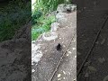 The rabbit gave birth to babies. Крольчиха родила малышей. #funnyanimalss