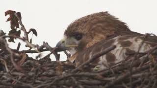 Octavia Sitting On Her Eggs May 1, 2019
