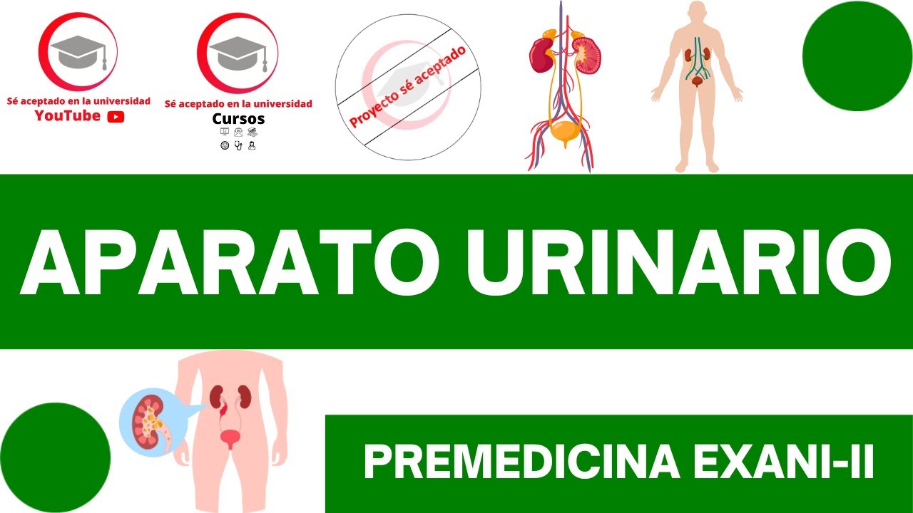 APARATO URINARIO (ESTRUCTURA Y FUNCIONES BÁSICAS) | CLASE 27 DE PREMEDICINA PARA EXANI-II