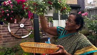 Berries & Vegetables in my Garden #2025 #gardenersworld