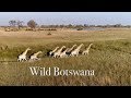 Best Drone Video of African Wildlife. Wild Botswana  4K