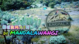 Gunung Pangrango Mandalawangi || Main asik di Sabana part 3 @karpalabudyyy