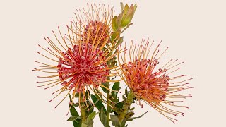 Pin Cushion Care