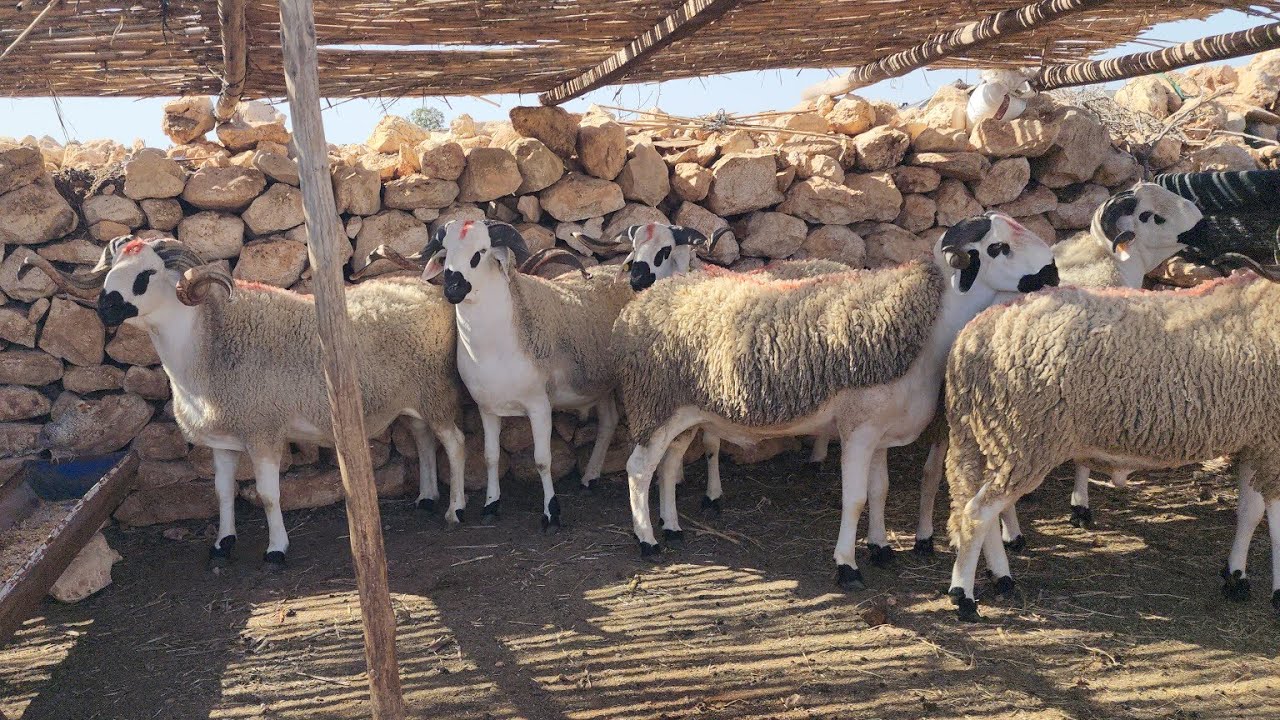 التشكيلة النهائيه المنتخب الصردي فحول سوبير ضيعة إبن الرضى عبد الحق 2024/2025 فرجة ممتعة مستمرووون