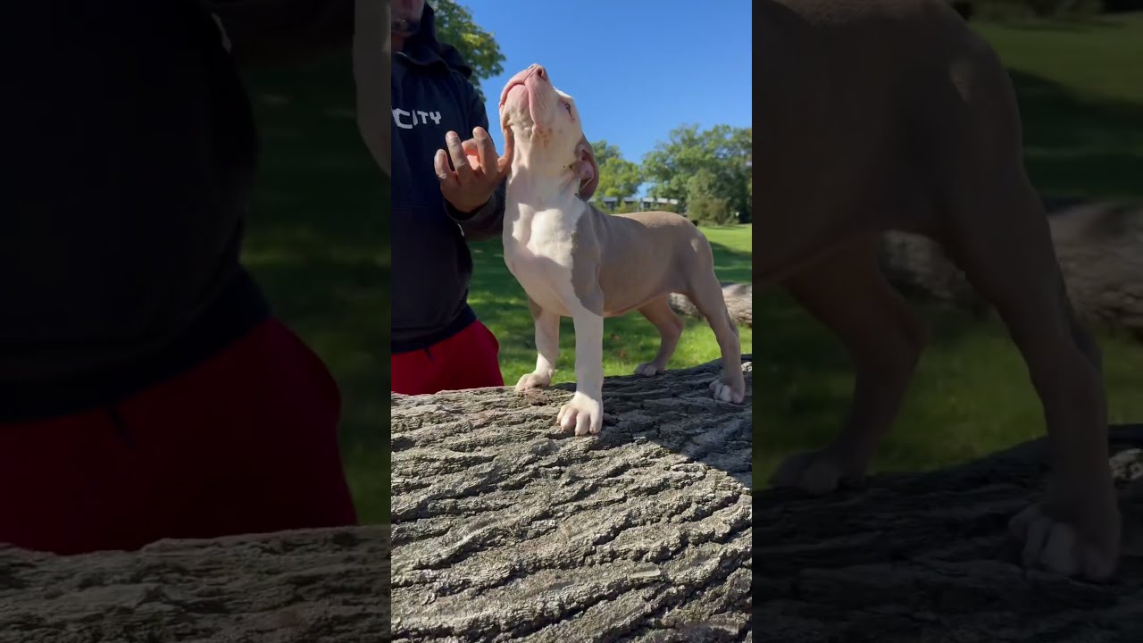 Queen Sheba Puppy Lovely Ddk9 Americanbully Kennel Bueaty Puppytraining 