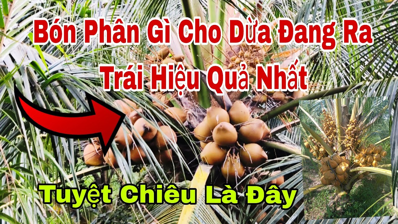 Bón phân gì cho cây dừa đang ra trái là hiệu quả nhất ,,
