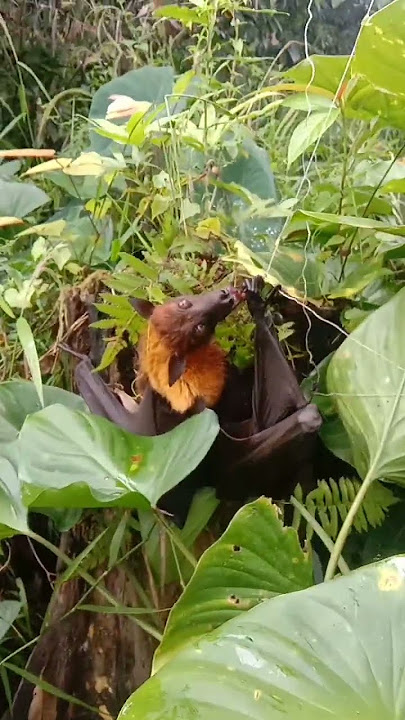 menangkap kalong pakai tajur