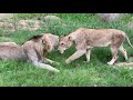 Old matimba male lion with injury below the eye, young lioness meets up with young male.