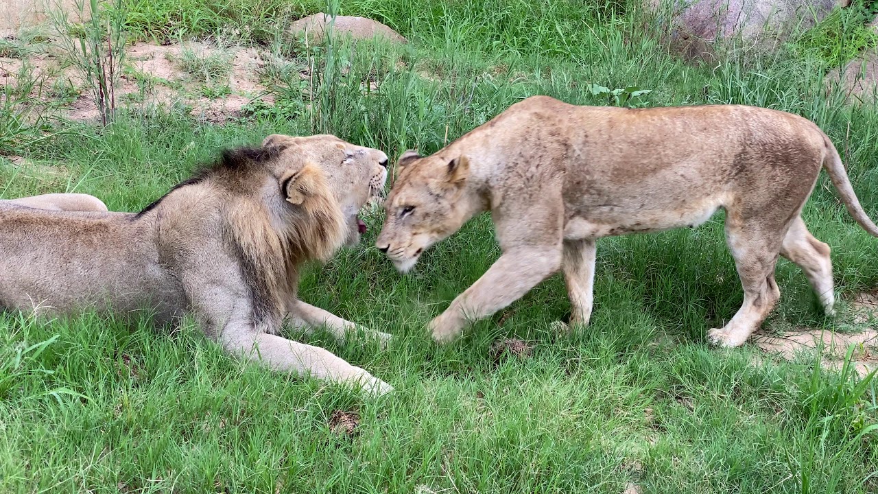 Old matimba male lion with injury below the eye, young lioness meets up with young male.
