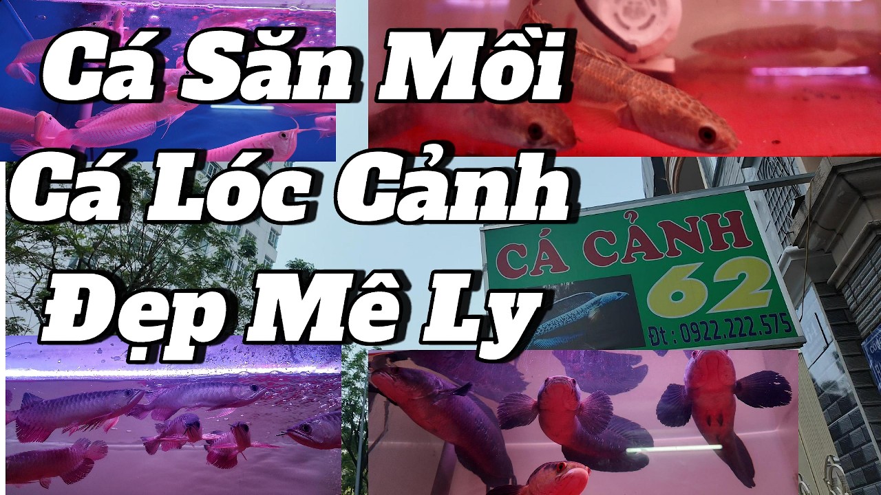 Tham Quan Cửa Hàng Cá Săn Mồi & Cá Lóc Cảnh Đẹp Mê Ly #locsaigon #calockieng #saigontoiyeu #fish
