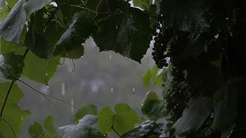 سورة الكهف صلاح ابو خاطر بدون إعلانات