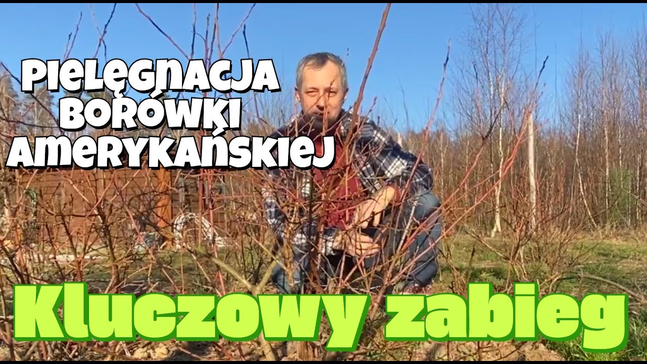 Borówka. Kluczowy zabieg na przedwiośniu. Wspaniała jakość owoców i  krzewów. Odpowiednie cięcie.