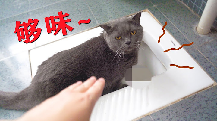 猫：没味道的水我不喝~ - 天天要闻