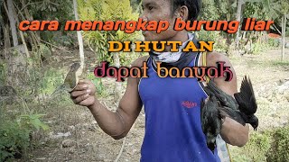 cara menangkap burung dengan pulut