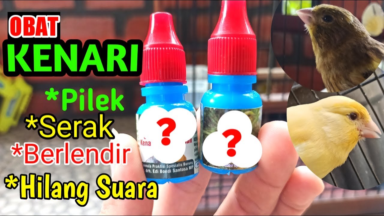 SOLUSI_Mengatasi Kenari Serak, Hilang Suara / Macet Bunyi