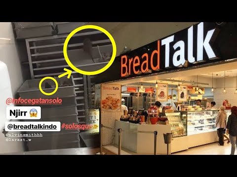 Terjadi Lagi! Video Tikus Berkeliaran di Dapur Breadtalk Viral, Terjadi di Gerai Kota Solo Terjadi Lagi! Video Tikus Berkeliaran di Dapur Breadtalk Viral, Terjadi di Gerai Kota Solo