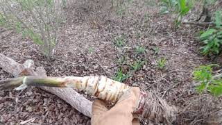 Easy propagation method for way more Pineapples Pineapple Ripening Technique