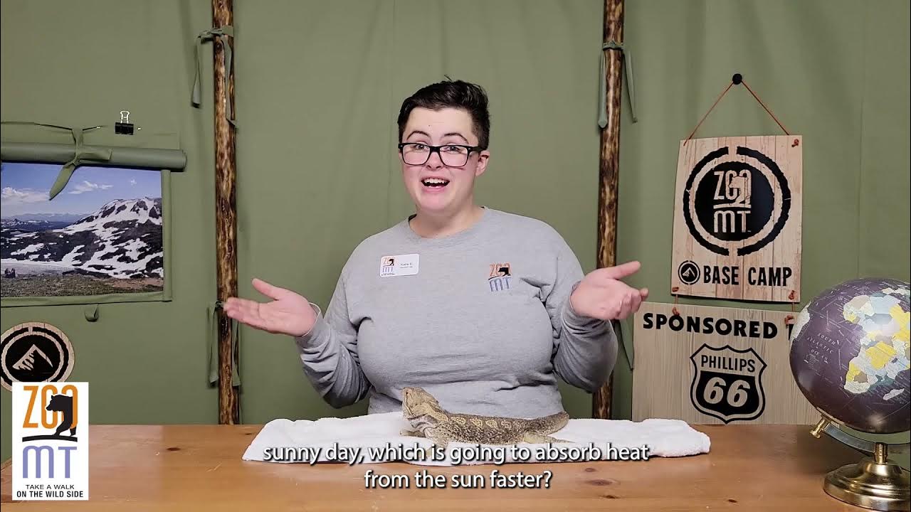 Camouflage series Concealing Coloration YouTube