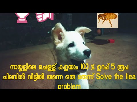 Solve the flea Problem Of dog നായ്ക്കളിലെ ചെള്ള് ശല്യം തുരത്താം 100 % ഉറപ്പ്