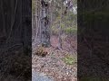 Northwest Georgia Bigfoot, Dogman, Wolf~Coyote mix.
