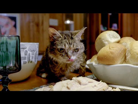 Lil BUB's Thanksgiving Feast!