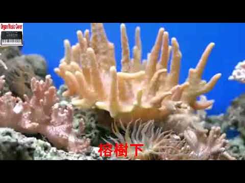 榕樹下#Rong Shu Xia (Cover Instrumental Best Music).MP4