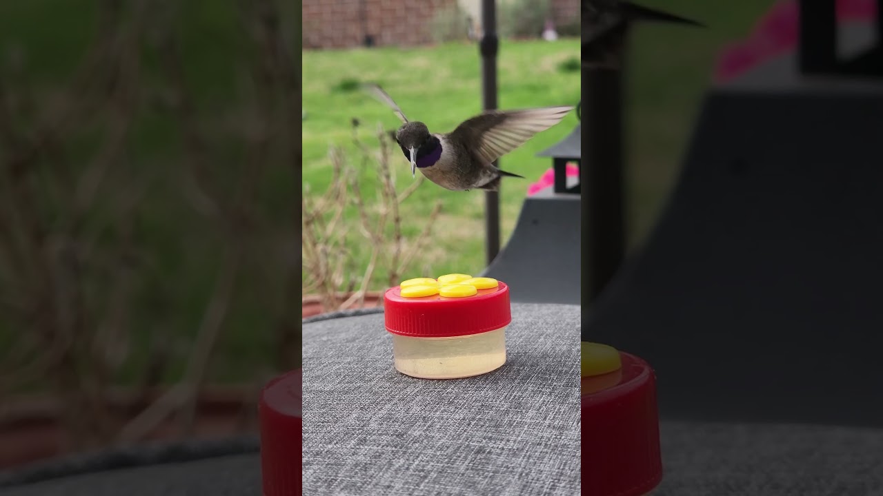 Fakts about the hummingbird | bird #shorts