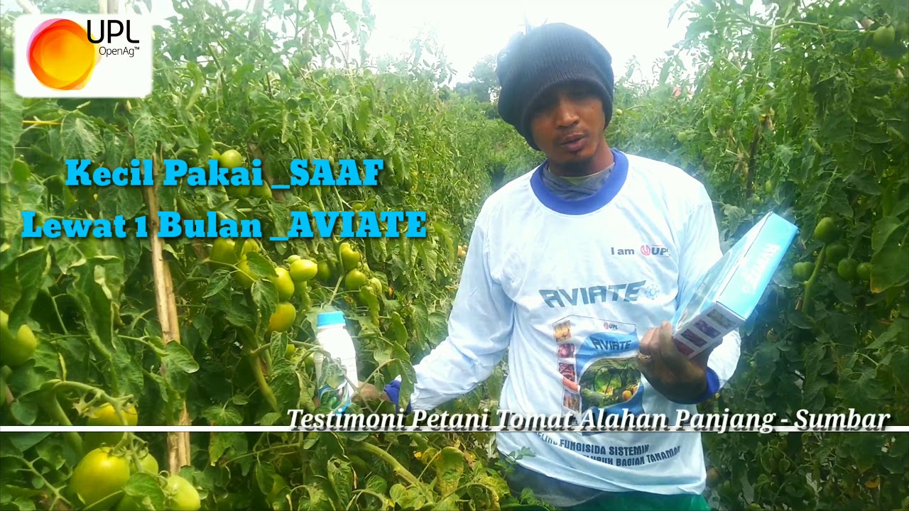 Budidaya Tomat, Sukses bertanam Tomat 