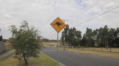 Kangaroos in the suburbs. Nhiều con kangaroo ở công viên Melbourne Australia.