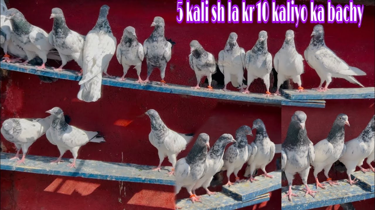 Bachy inshallah achi perfumes dain gay 