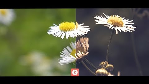 CINEMATIC COLOR GRADING|  Tutorial (part1) |Kinemaster| Editor choice