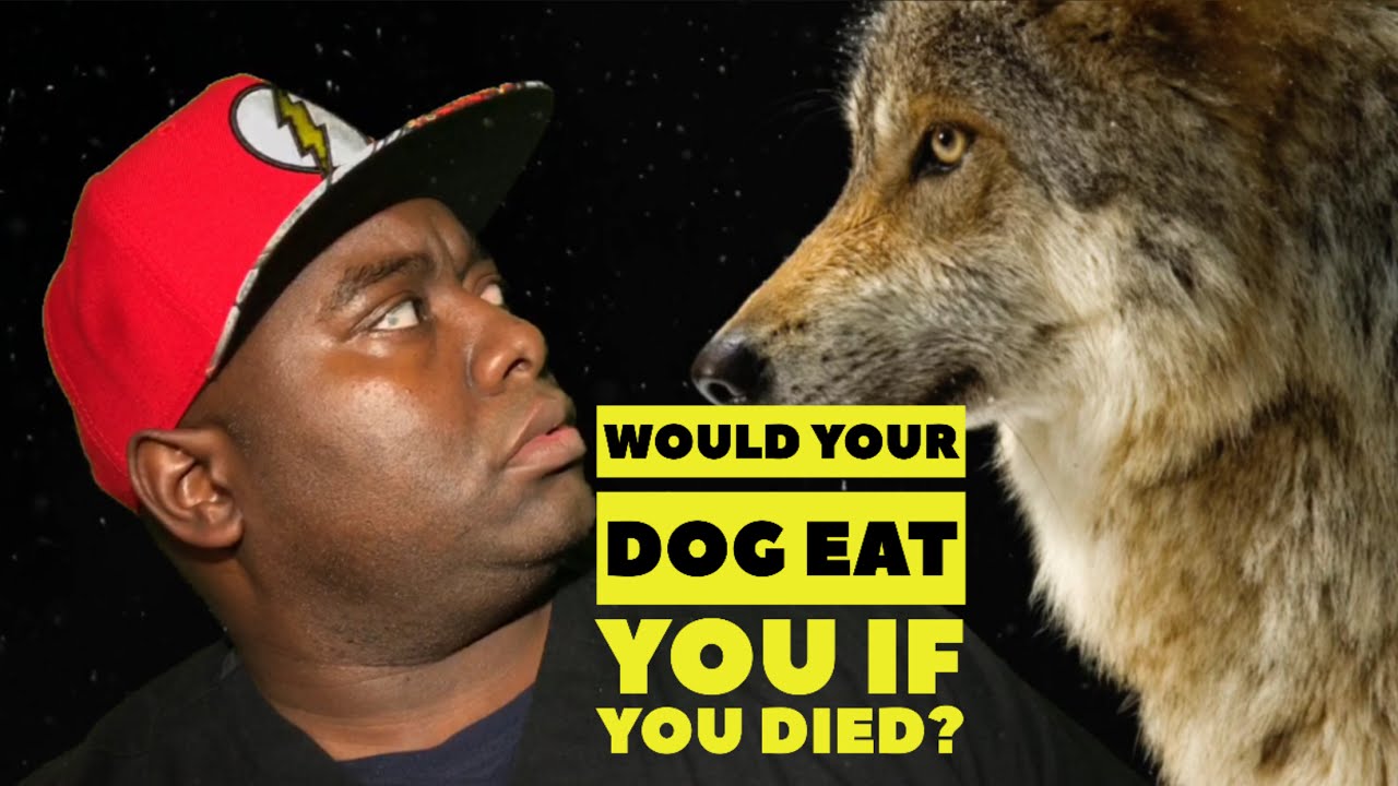 Your Dog Would Eat You If You Died Indoor Pet Scavenging Stories Youtube