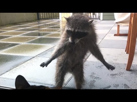 Cats Encounter With A Raccoon