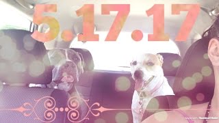 THEYRE MAKING ME CRAZY!!! || 5.17.17 || Vlog#1 || ASHLEY DEVINO